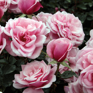 Roz - trandafir pentru straturi Floribunda